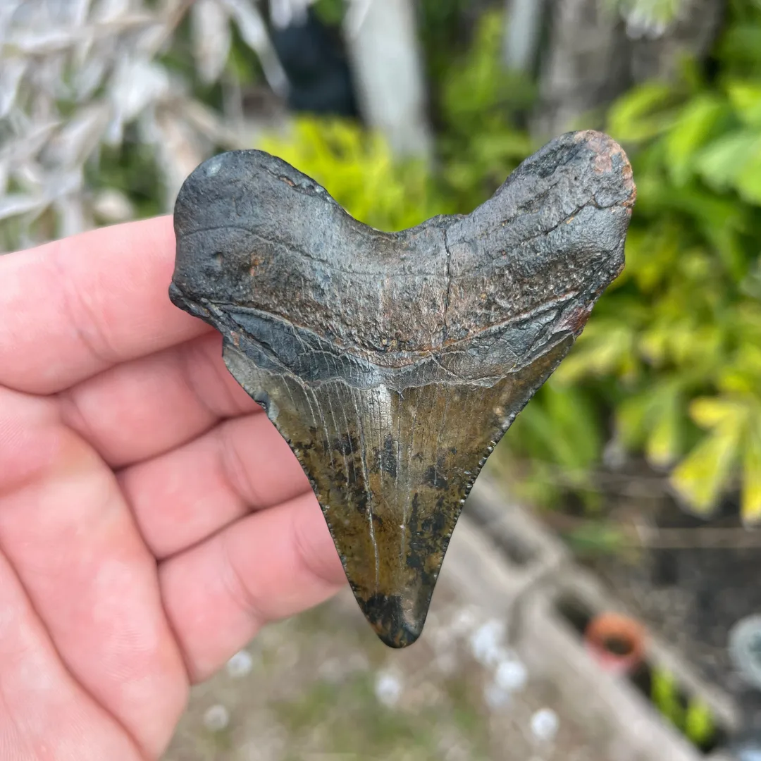 3.3 Inch North Carolina Ledge Megalodon Tooth