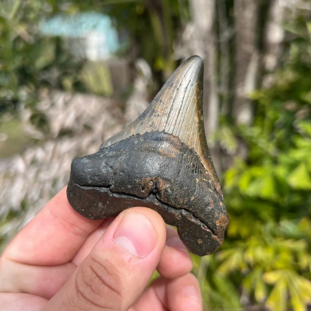 3.3 Inch North Carolina Ledge Megalodon Tooth