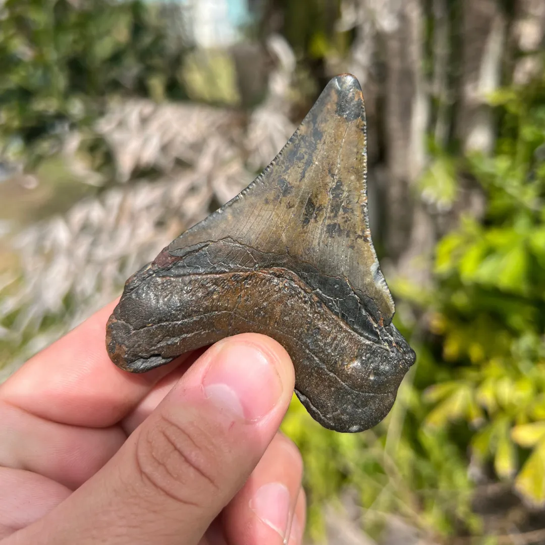 3.3 Inch North Carolina Ledge Megalodon Tooth