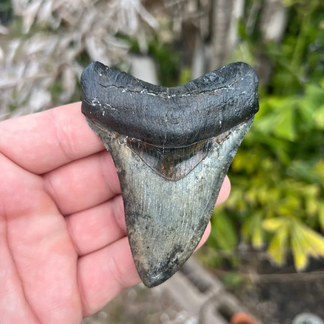 3.82 Inch Megalodon Fossil Tooth