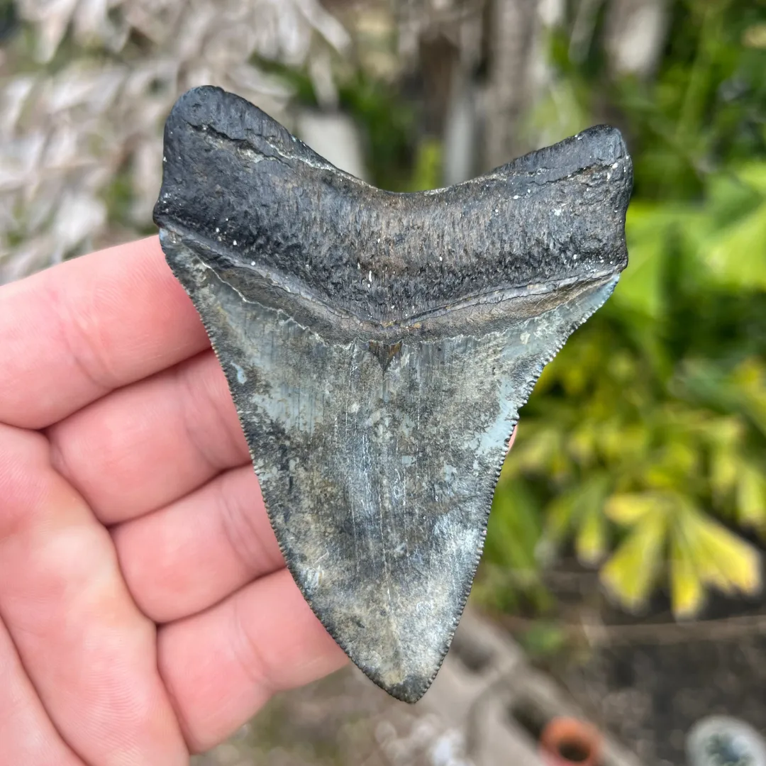 3.82 Inch Megalodon Fossil Tooth