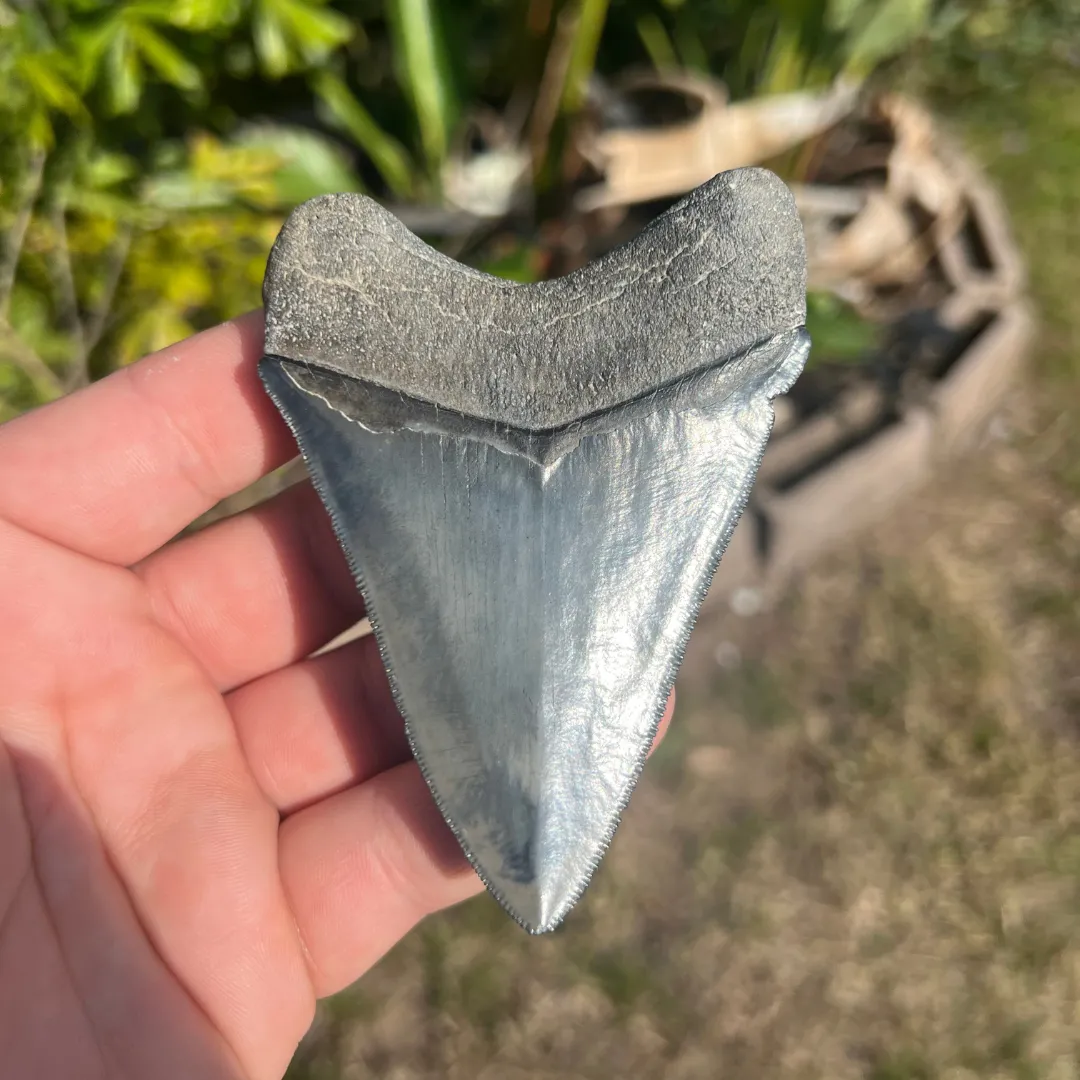 3.99" Megalodon Tooth – Venice, Florida Fossil