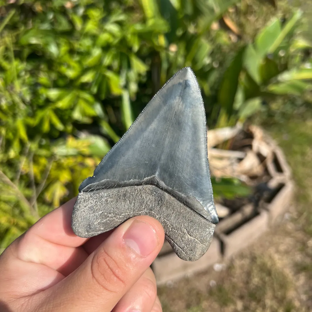 3.99" Megalodon Tooth – Venice, Florida Fossil