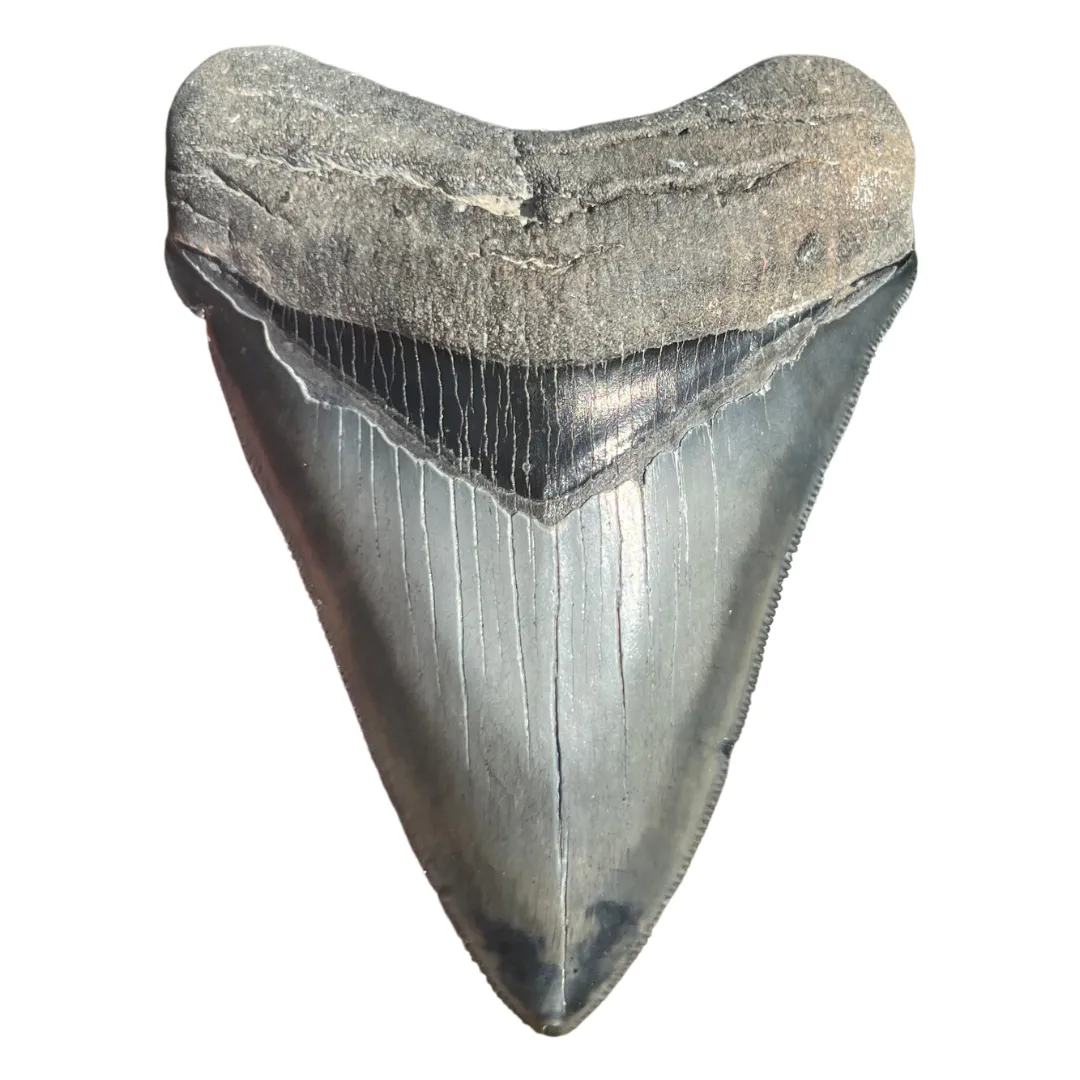 3.99" Megalodon Tooth – Venice, Florida Fossil