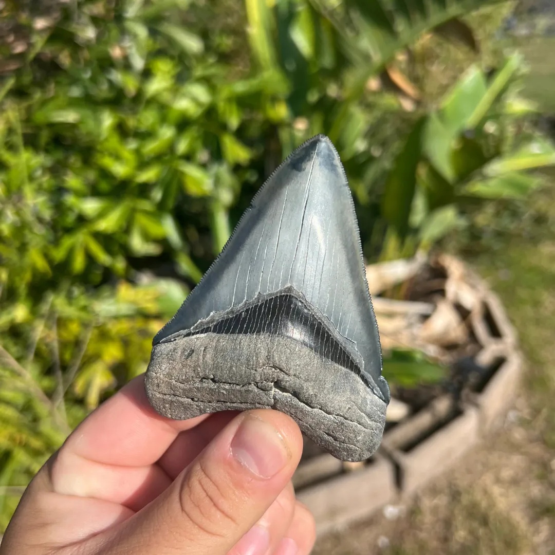 3.99" Megalodon Tooth – Venice, Florida Fossil