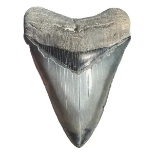 3.99" Megalodon Tooth – Venice, Florida Fossil