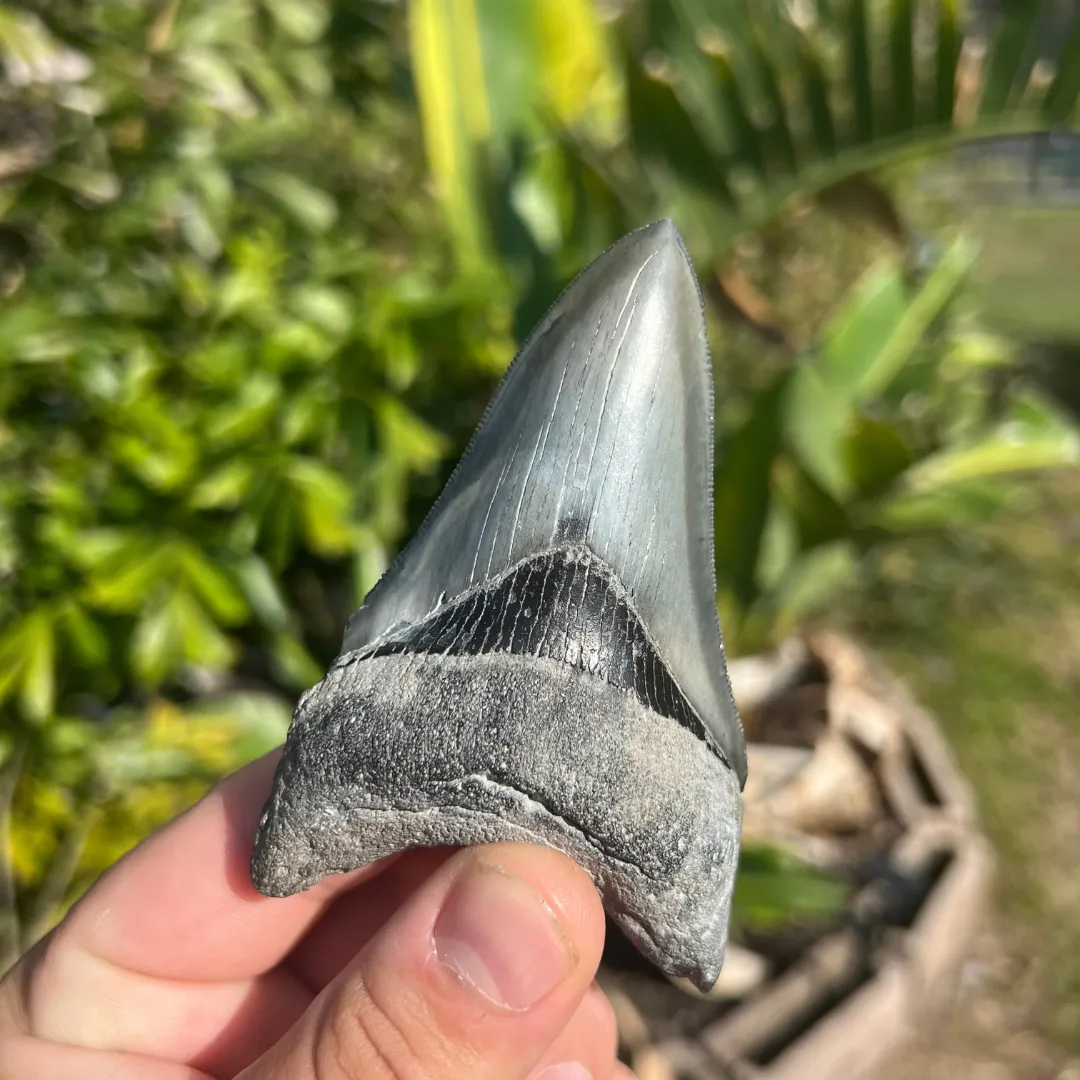 4-Inch Megalodon Tooth Fossil