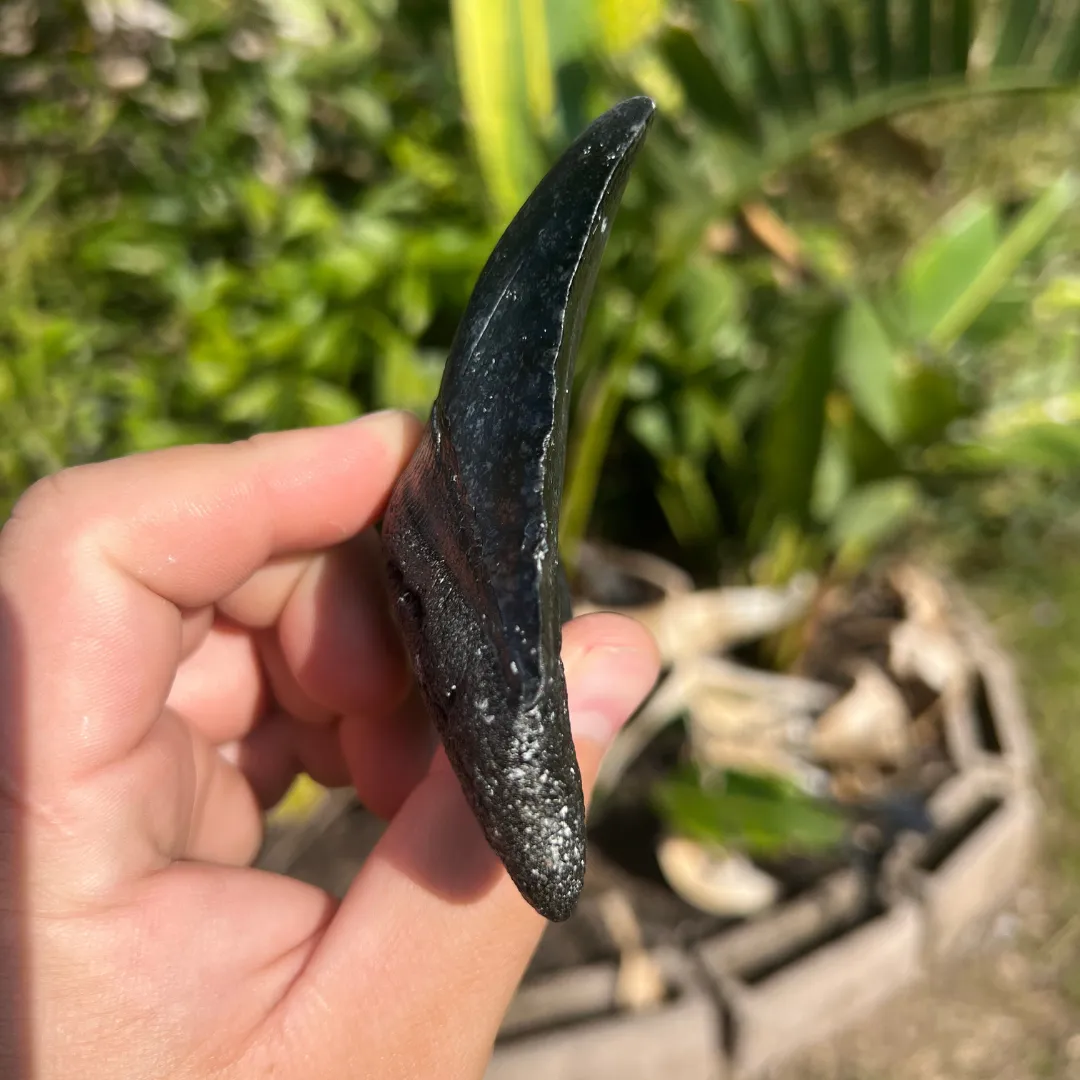 4-Inch Megalodon Tooth Fossil