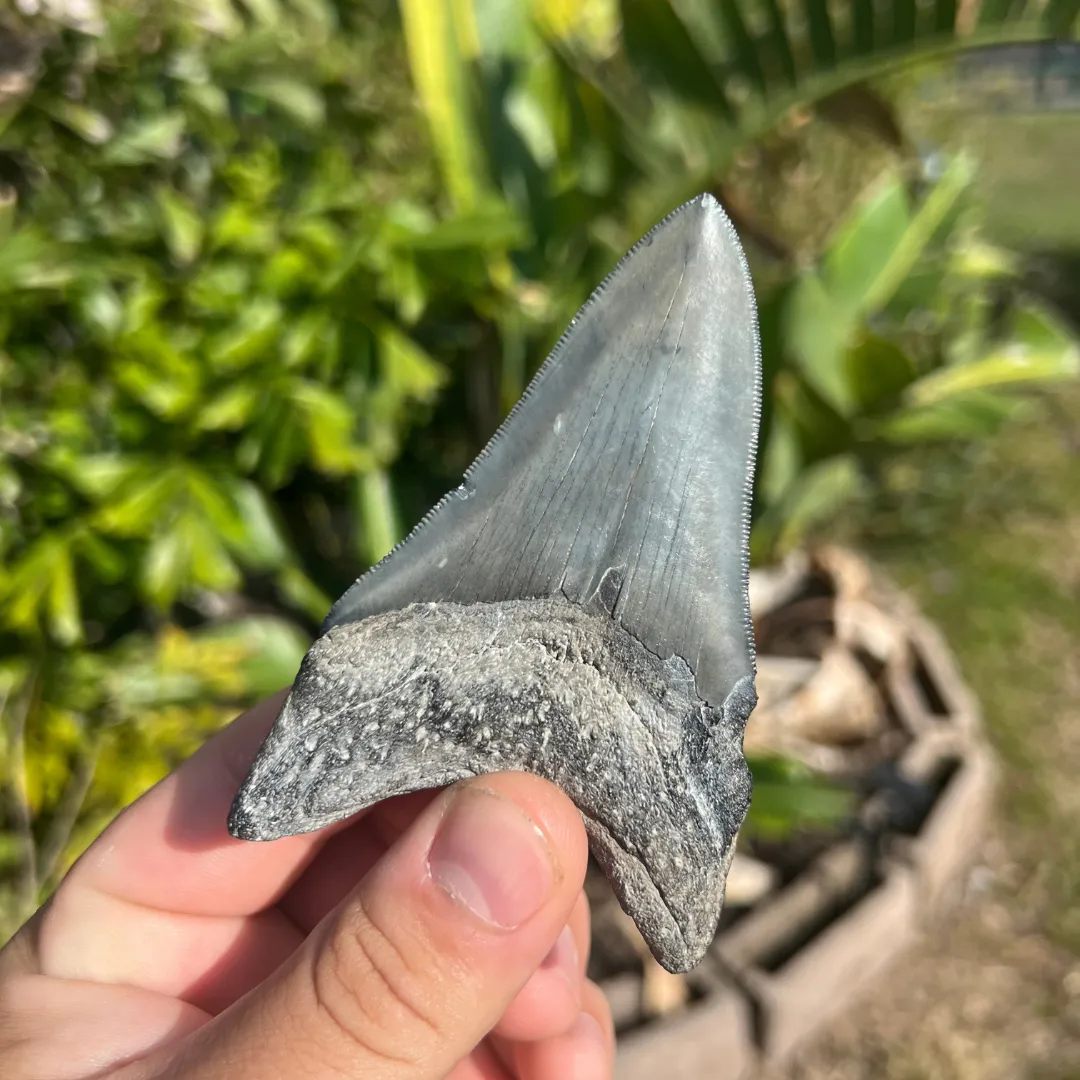 4-Inch Megalodon Tooth Fossil