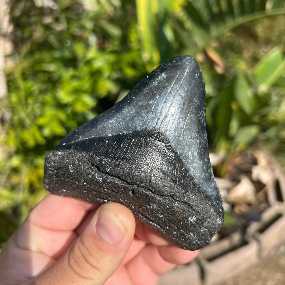 4.25" Posterior Megalodon Tooth – Rare Venice Fossil