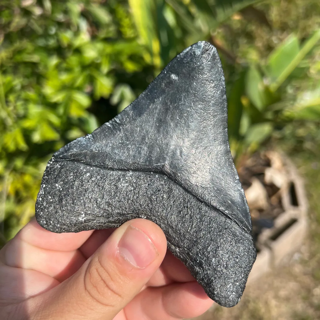 4.25" Posterior Megalodon Tooth – Rare Venice Fossil