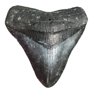 4.25" Posterior Megalodon Tooth – Rare Venice Fossil