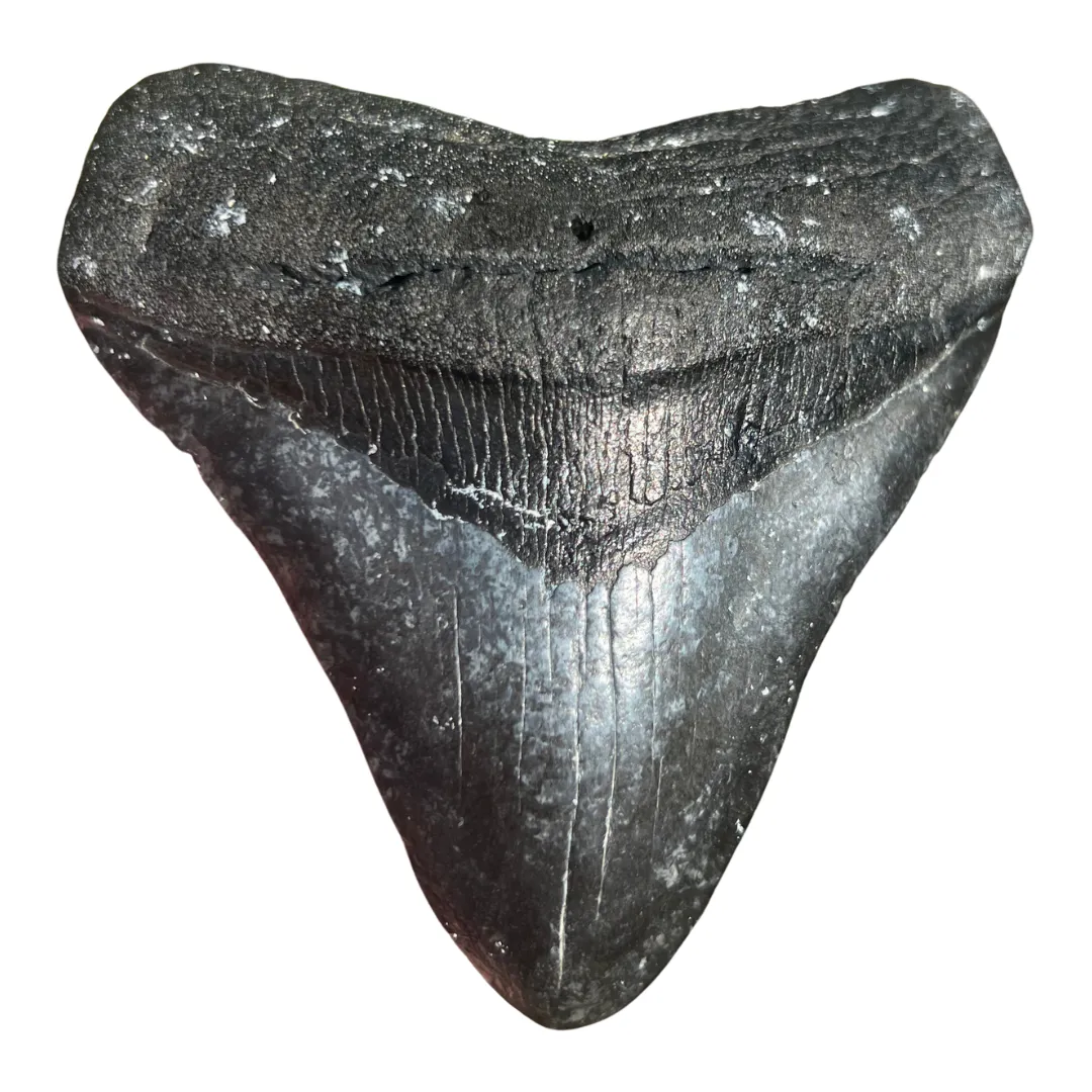 4.25" Posterior Megalodon Tooth – Rare Venice Fossil
