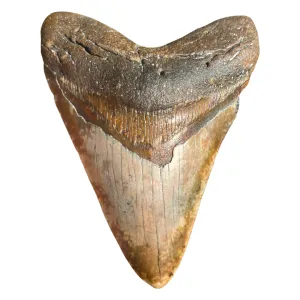 4.43" Rare Venice Megalodon Tooth – Chocolate Top with Red Hues