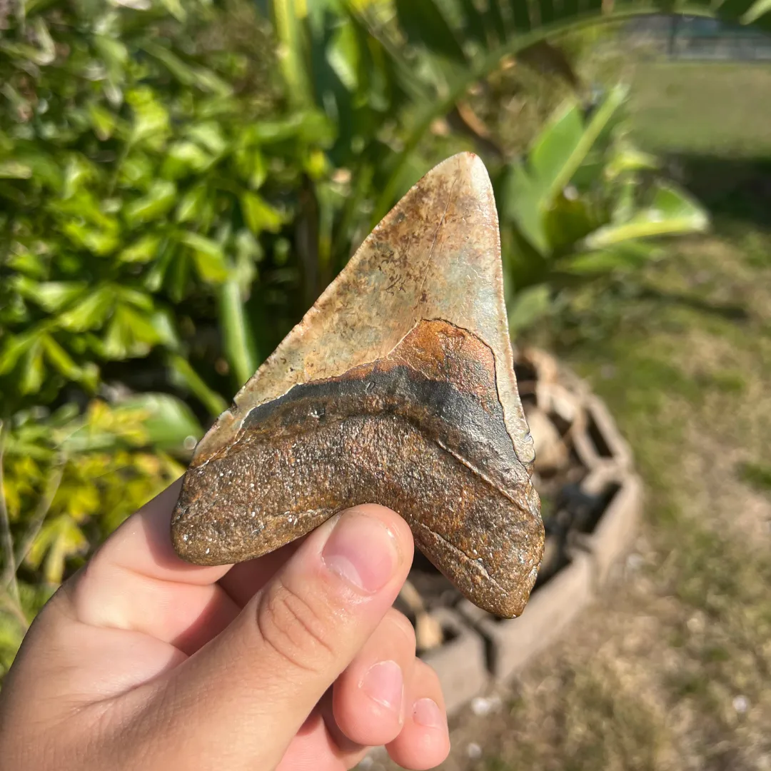 4.43" Rare Venice Megalodon Tooth – Chocolate Top with Red Hues