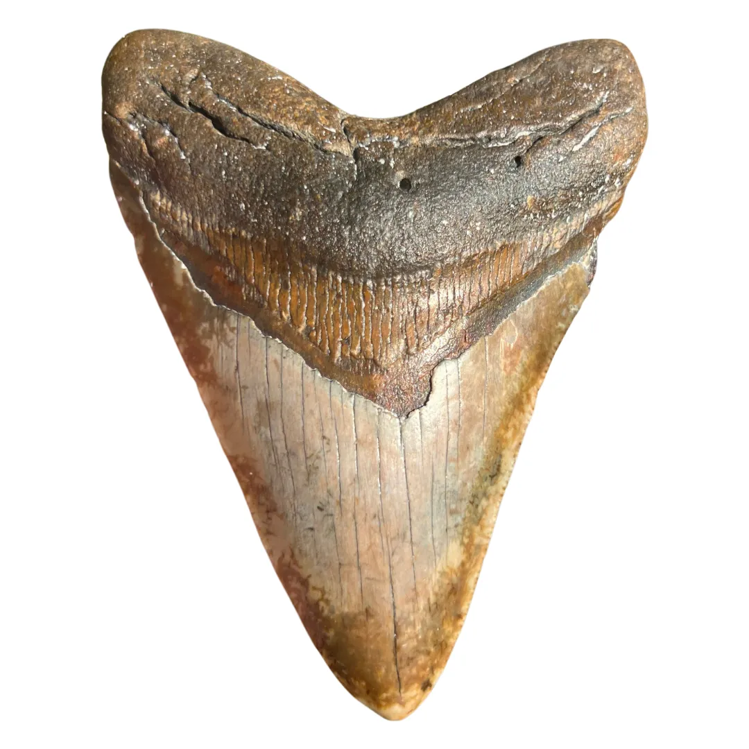4.43" Rare Venice Megalodon Tooth – Chocolate Top with Red Hues
