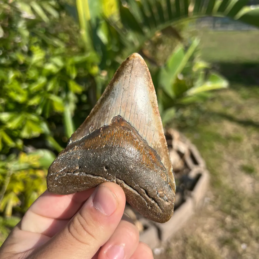 4.43" Rare Venice Megalodon Tooth – Chocolate Top with Red Hues