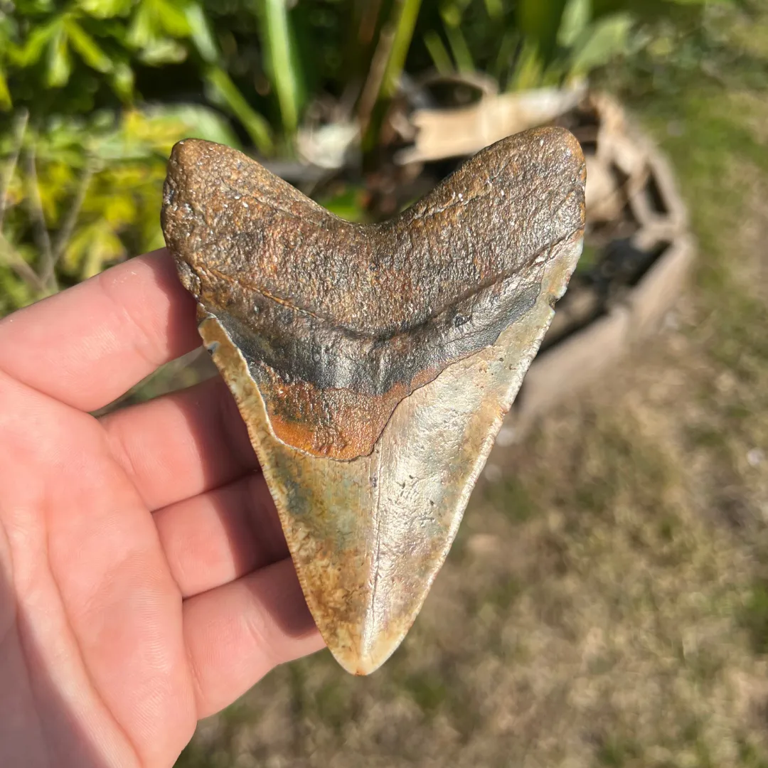 4.43" Rare Venice Megalodon Tooth – Chocolate Top with Red Hues