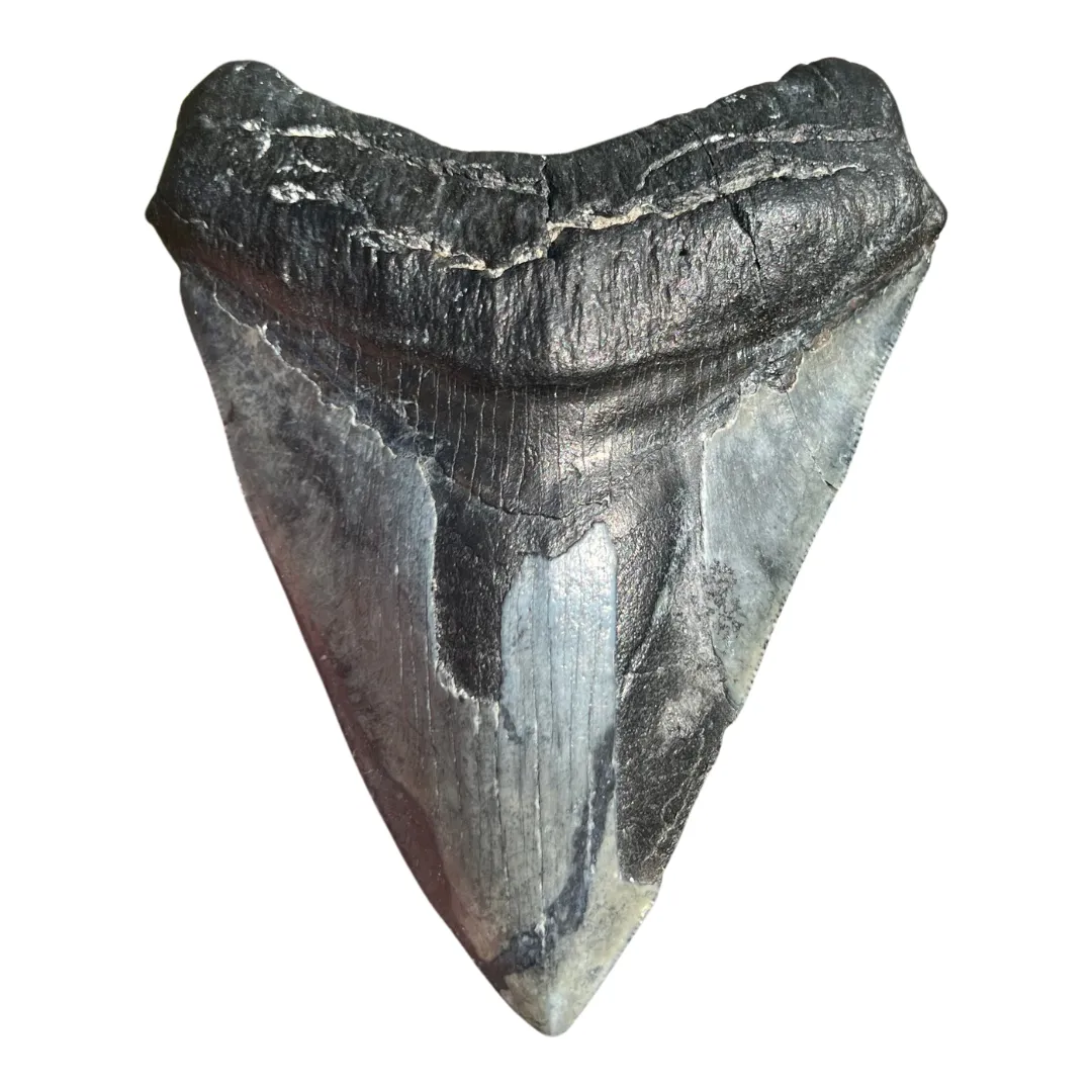 4.71" Megalodon Tooth – Venice, Florida Fossil