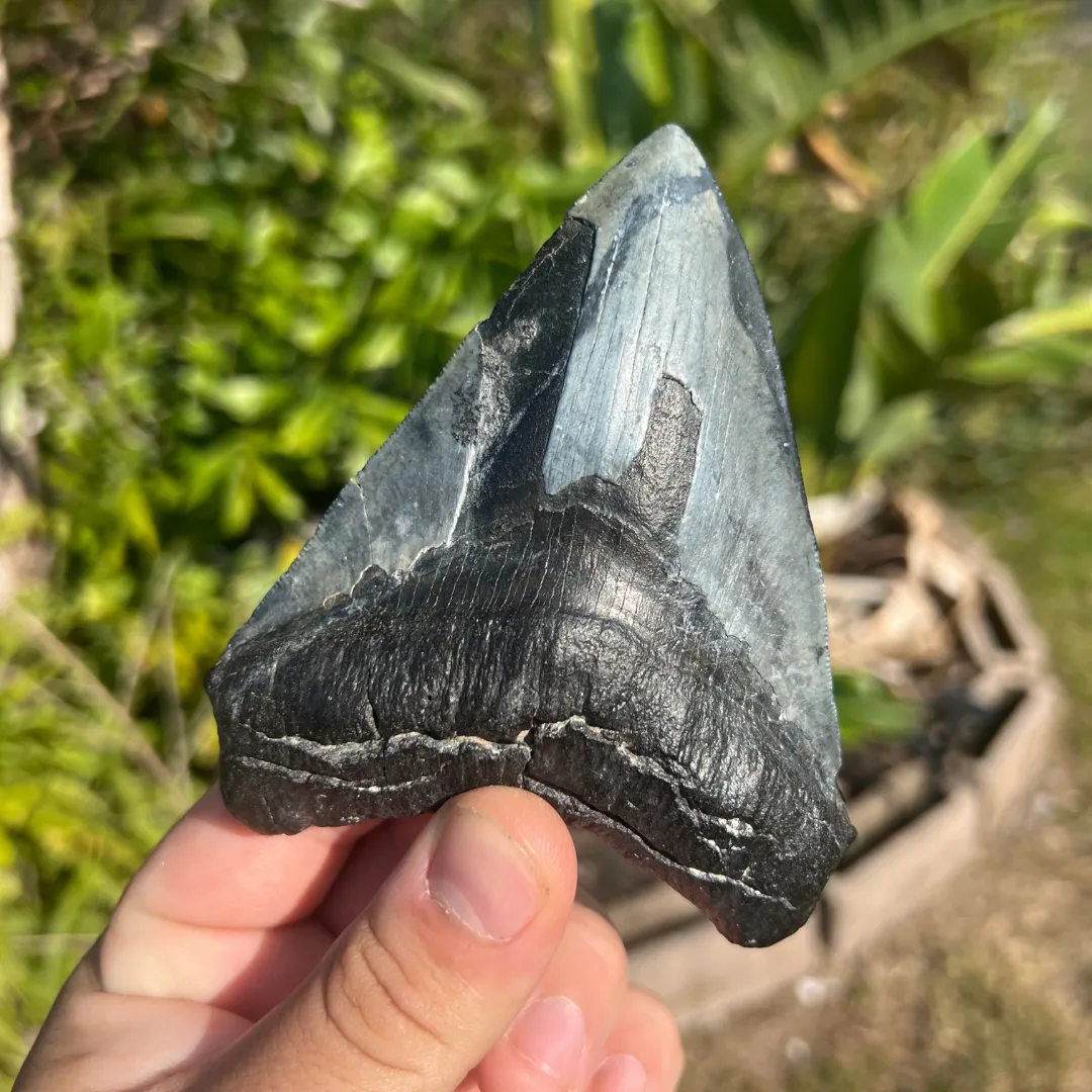 4.71" Megalodon Tooth – Venice, Florida Fossil