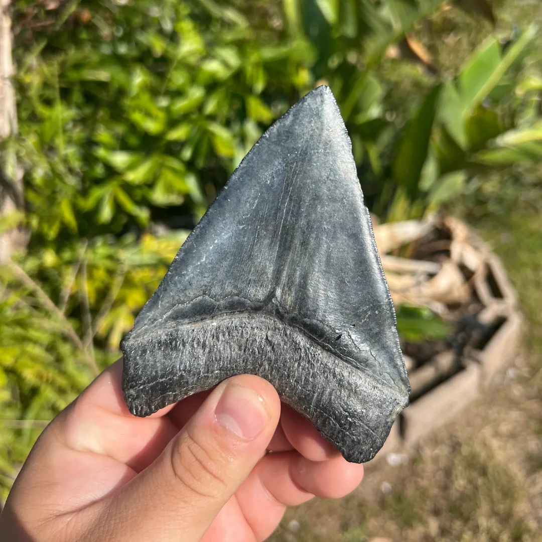 4.71" Megalodon Tooth – Venice, Florida Fossil