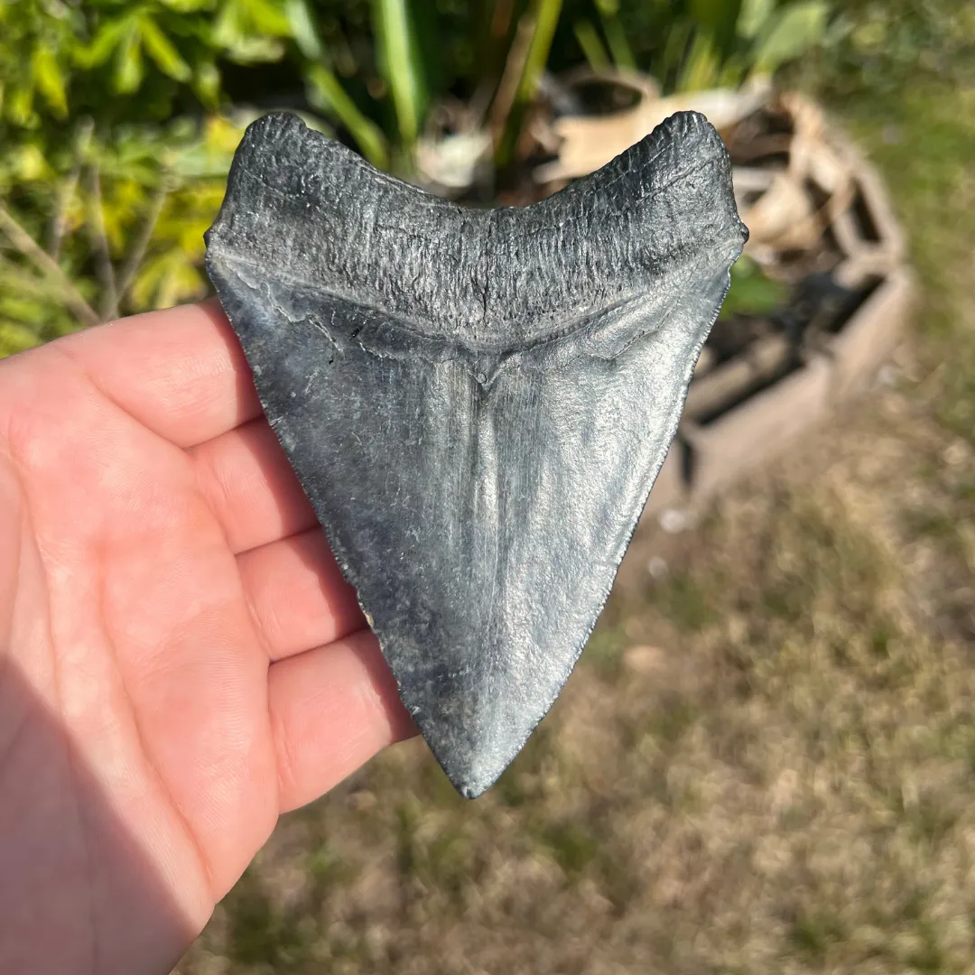 4.71" Megalodon Tooth – Venice, Florida Fossil