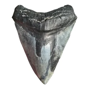 4.71" Megalodon Tooth – Venice, Florida Fossil