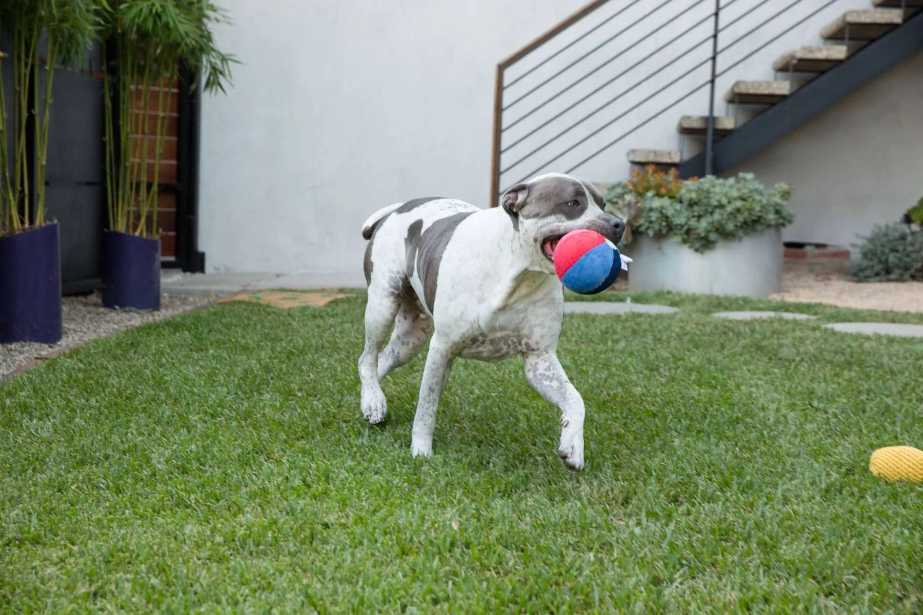Jax & Bones Beach Ball Plush Dog Toy Small 3"