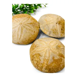 Jurassic Sand Dollar, Unpolished