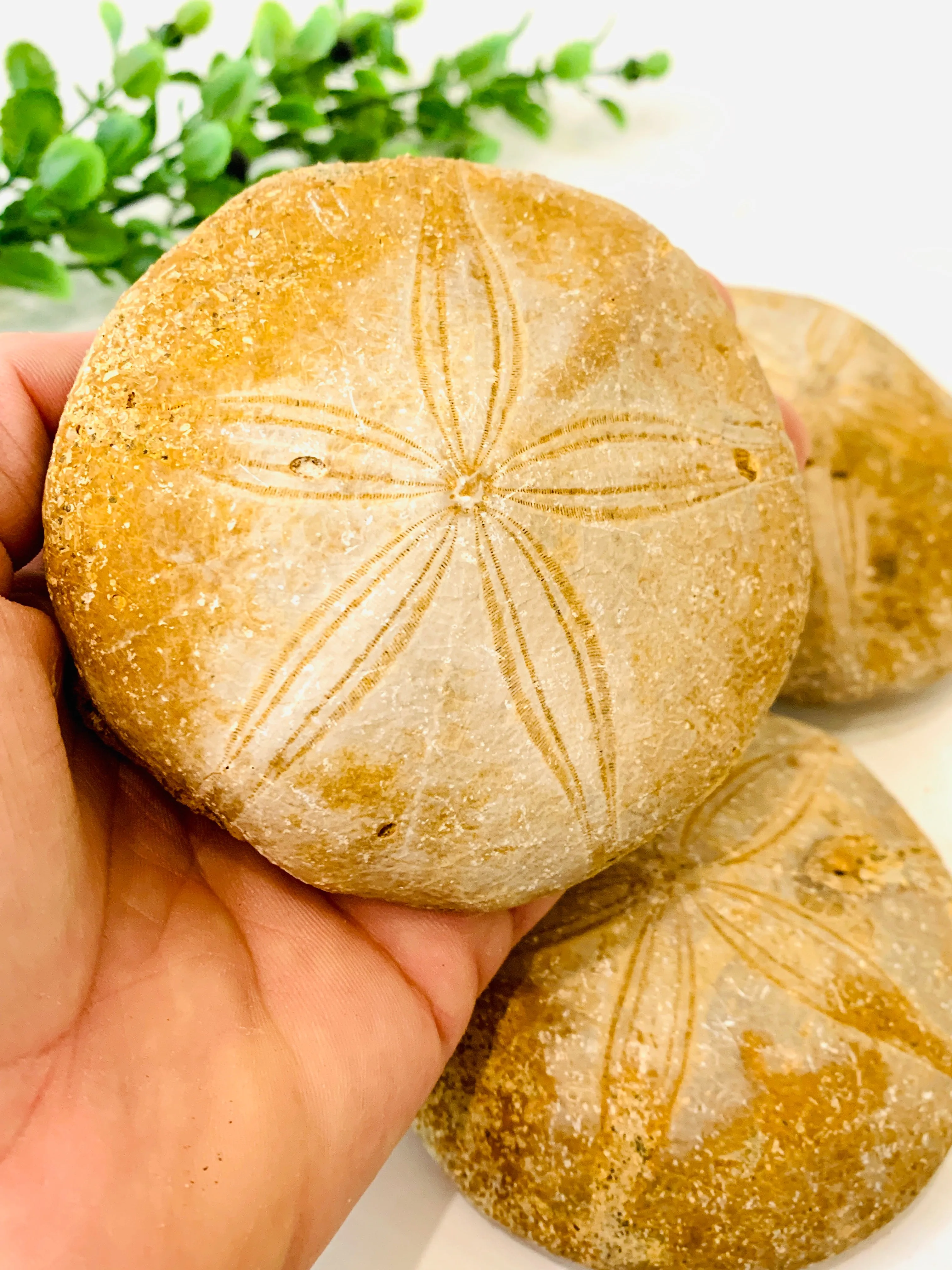 Jurassic Sand Dollar, Unpolished