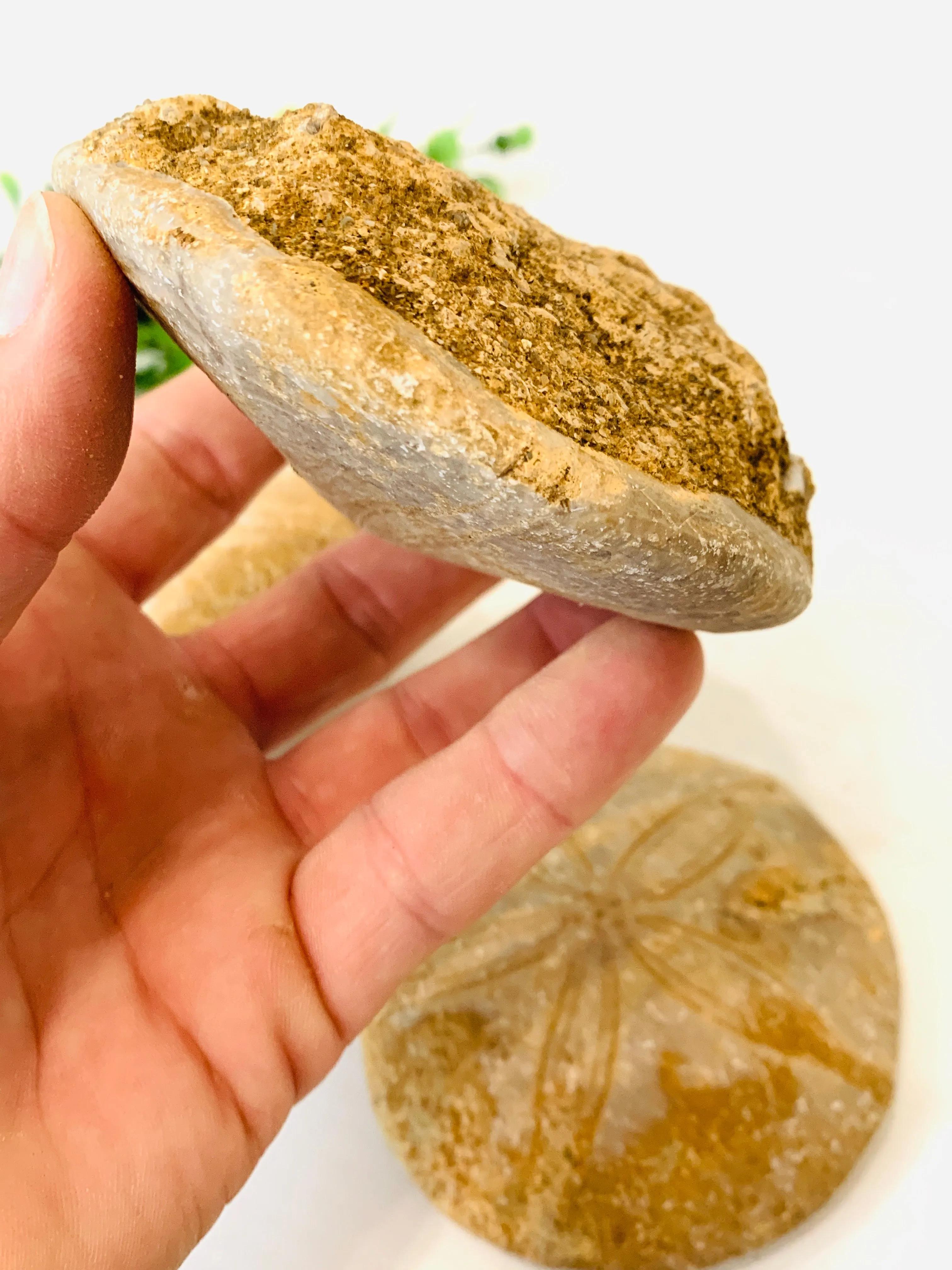 Jurassic Sand Dollar, Unpolished