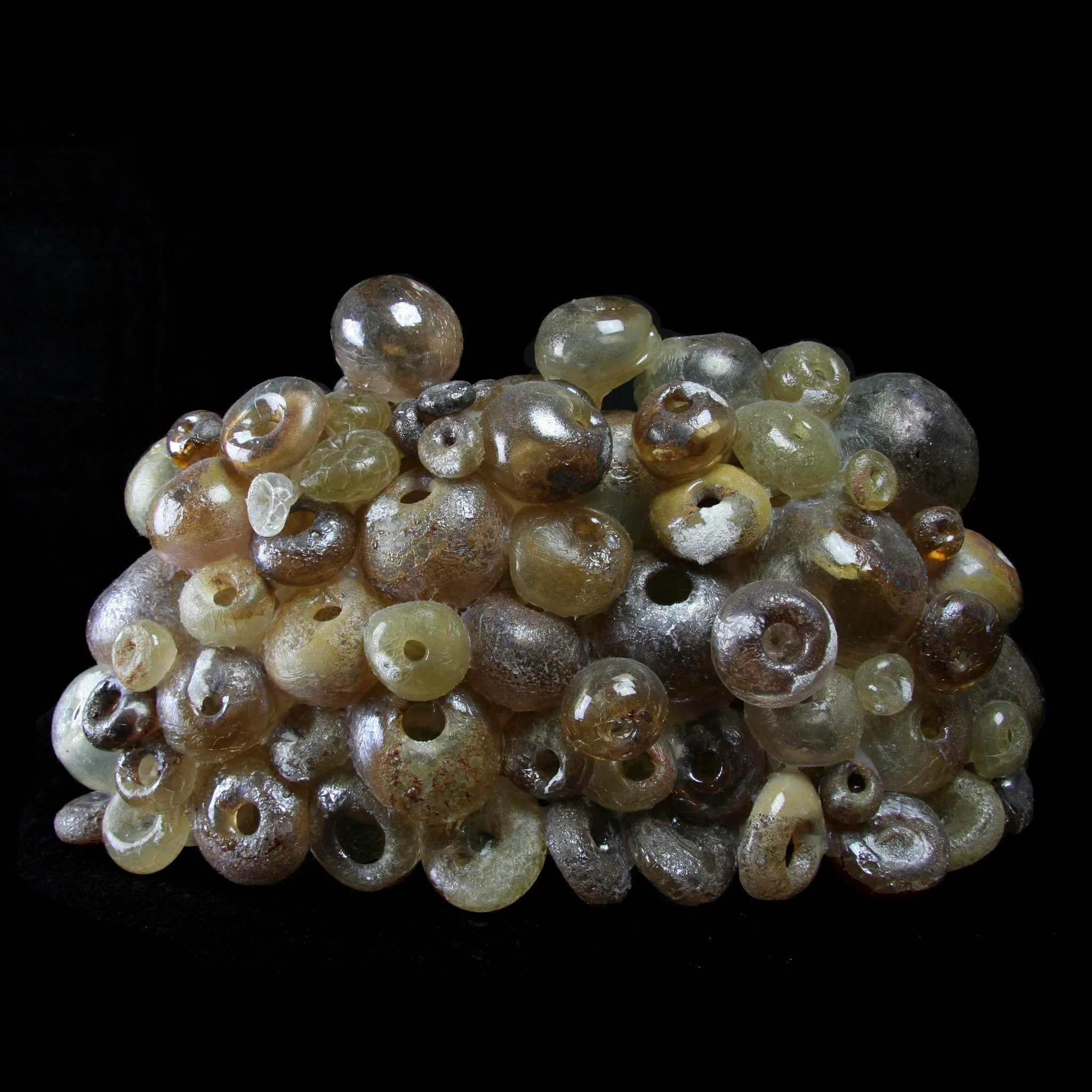 Large Brown Barnacle