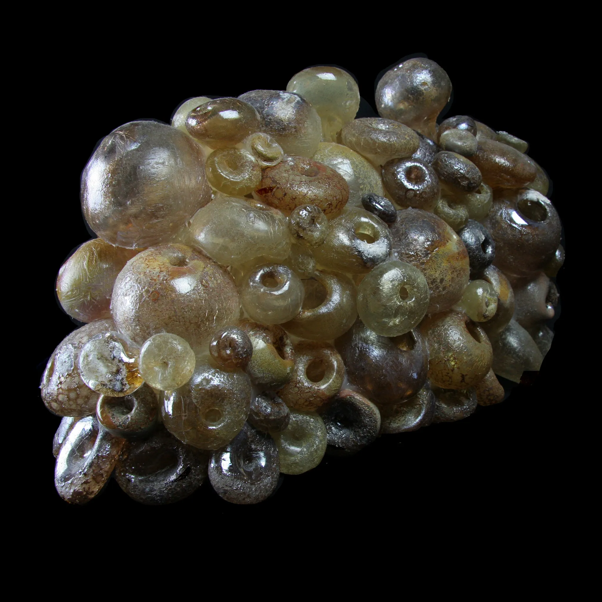 Large Brown Barnacle