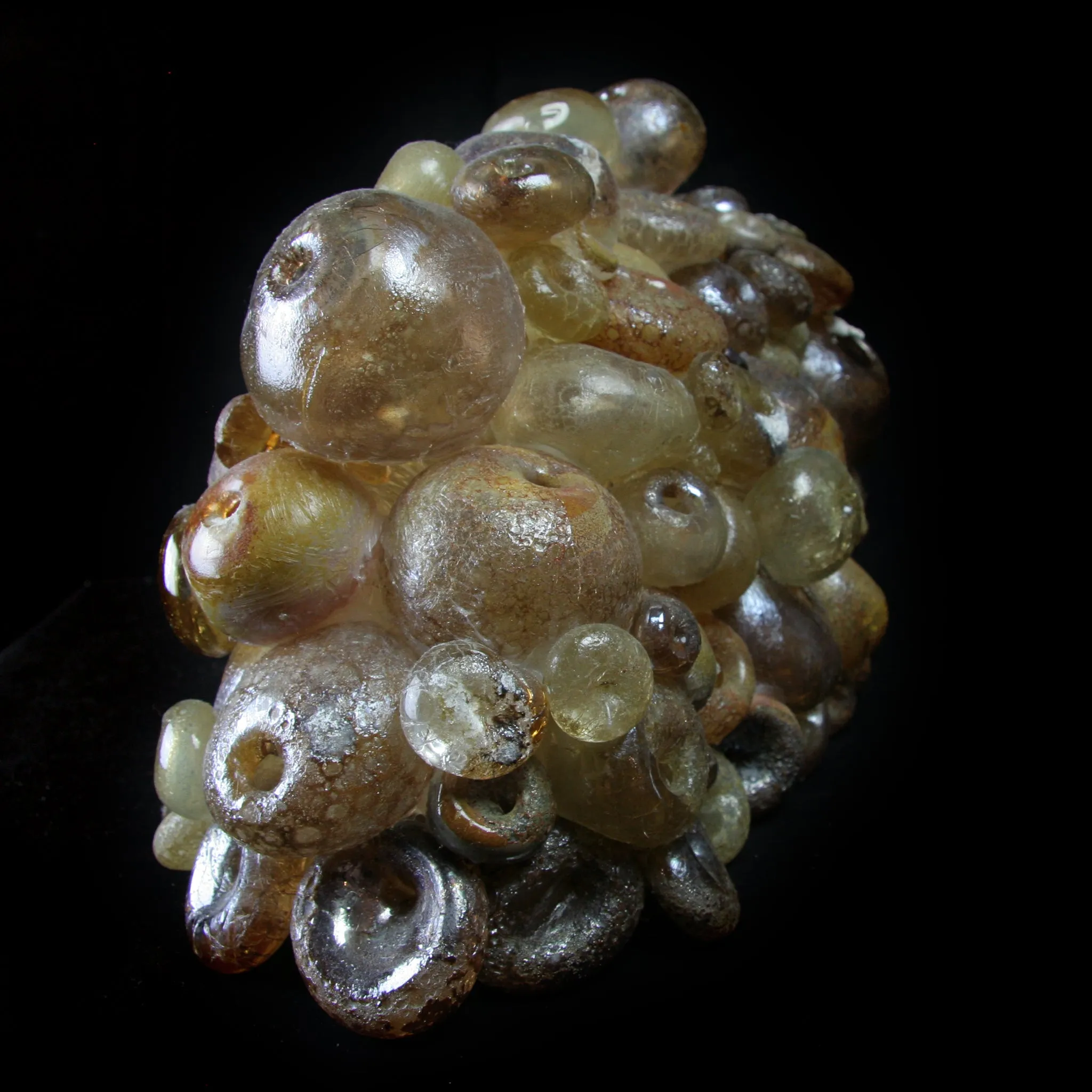 Large Brown Barnacle