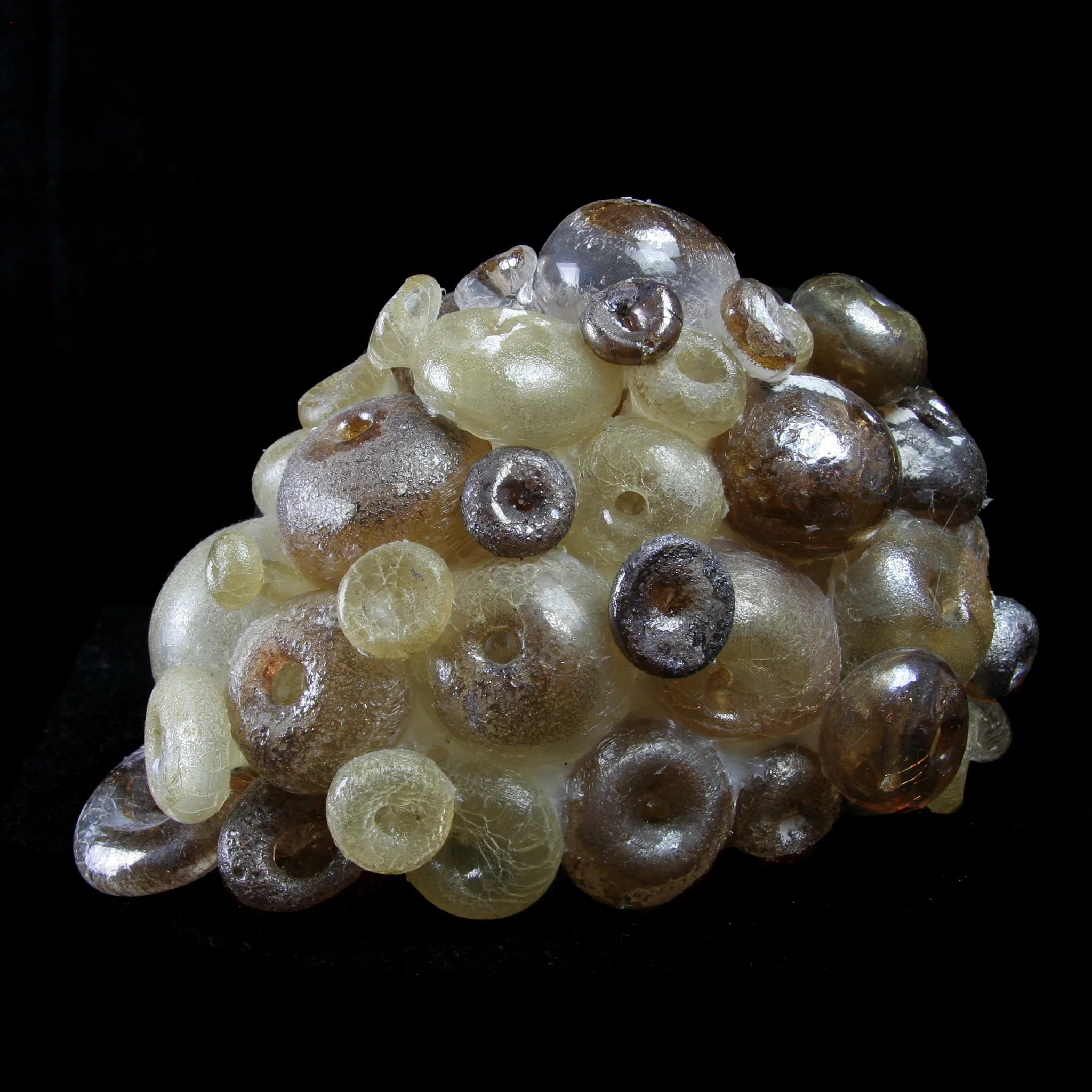 Large Brown Barnacle