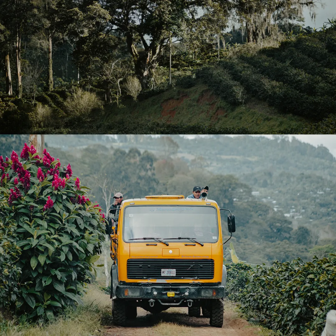Nicaragua - Parainema Natural [Filter]