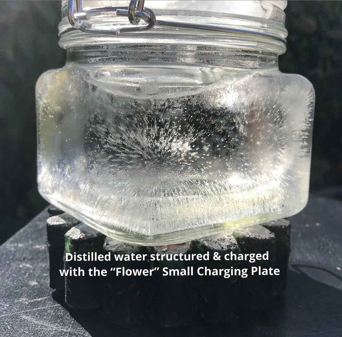 The “Flower” - Small Charging Plate for water, food, plants, supplements 💦✨🌀