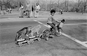 Untitled (boy on bicycle with cats on scooters in Central Park)